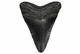 Juvenile Megalodon Tooth - South Carolina #340430-1
